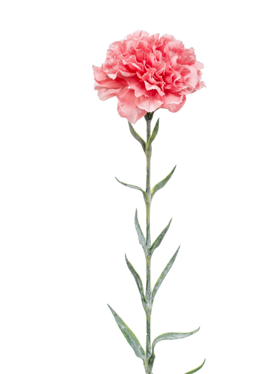 Zijden bloem "Dianthus" roze | 67cm