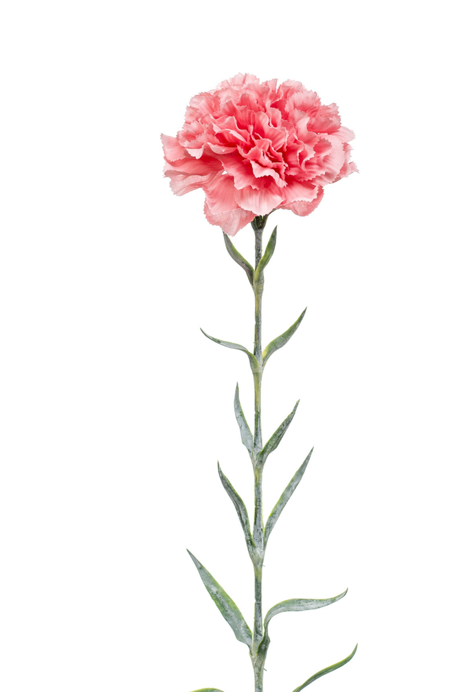 Zijden bloem "Dianthus" roze | 67cm