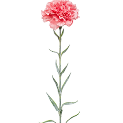 Zijden bloem "Dianthus" roze | 67cm
