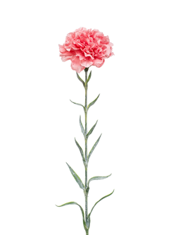 Zijden bloem "Dianthus" roze | 67cm