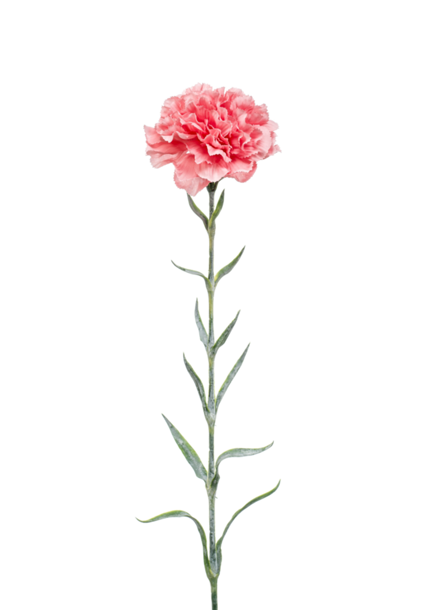 Zijden bloem "Dianthus" roze | 67cm