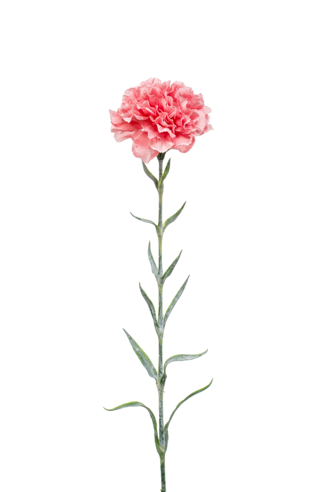 Zijden bloem "Dianthus" roze | 67cm