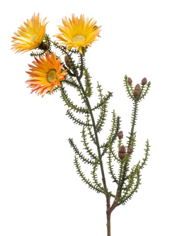 Zijden bloem "Phaenocoma" geel | 61cm