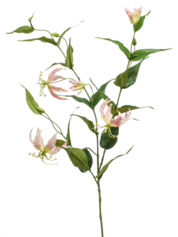 Zijden bloem "Gloriosa" lichtroze | 120 cm