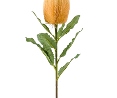Zijden bloem "Banksia" geel | 65cm