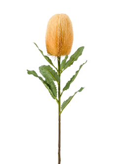 Zijden bloem "Banksia" geel | 65cm