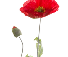 Zijden bloem "Poppy" rood | 70cm
