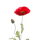 Zijden bloem "Poppy" rood | 70cm
