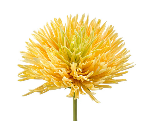 Veroorzaken zijden bloemen een allergische reactie?