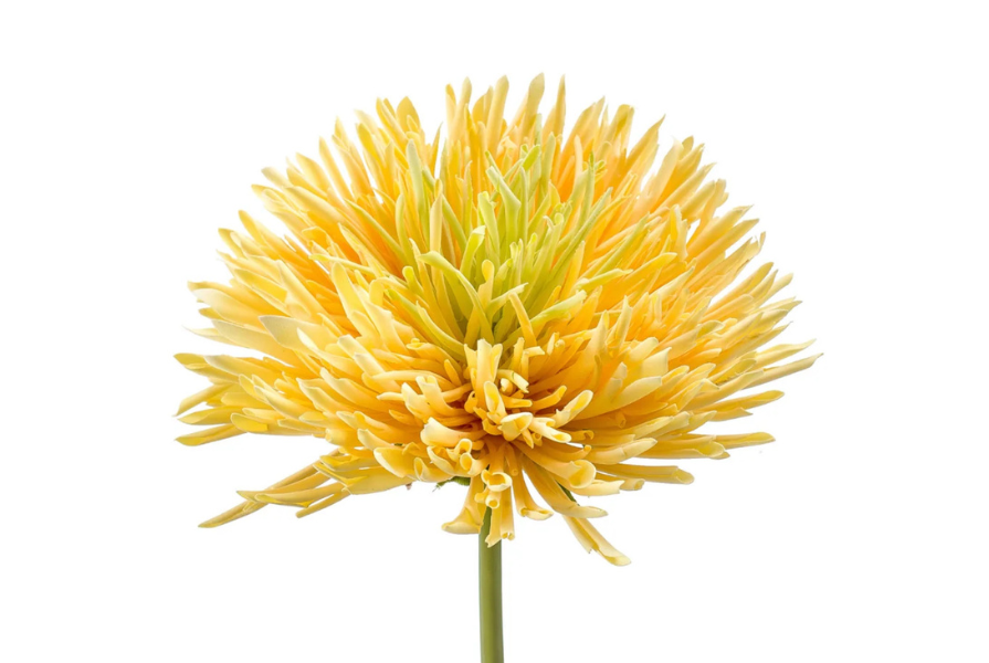 Veroorzaken zijden bloemen een allergische reactie?