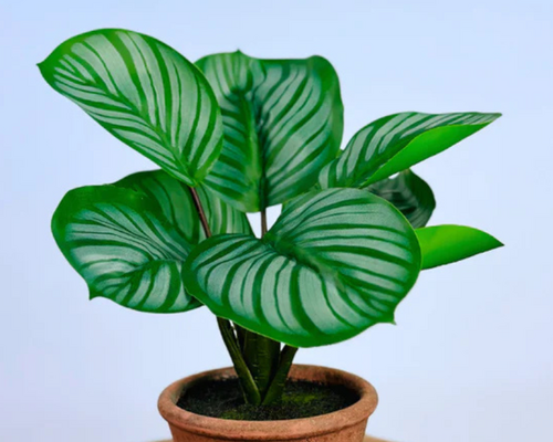 Wat zijn zijden planten?