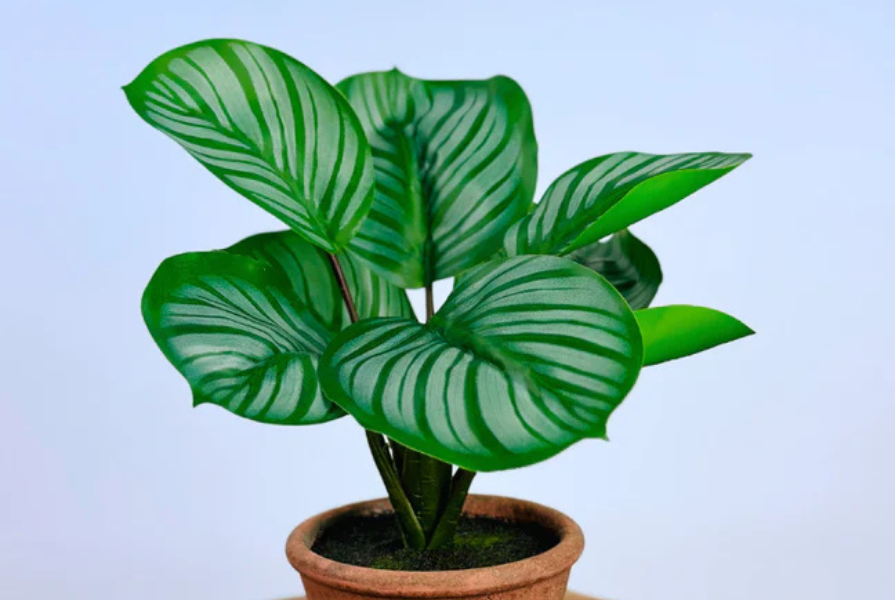 Wat zijn zijden planten?