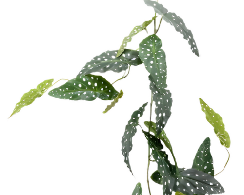 Creëer jouw persoonlijke sfeer met zijden planten