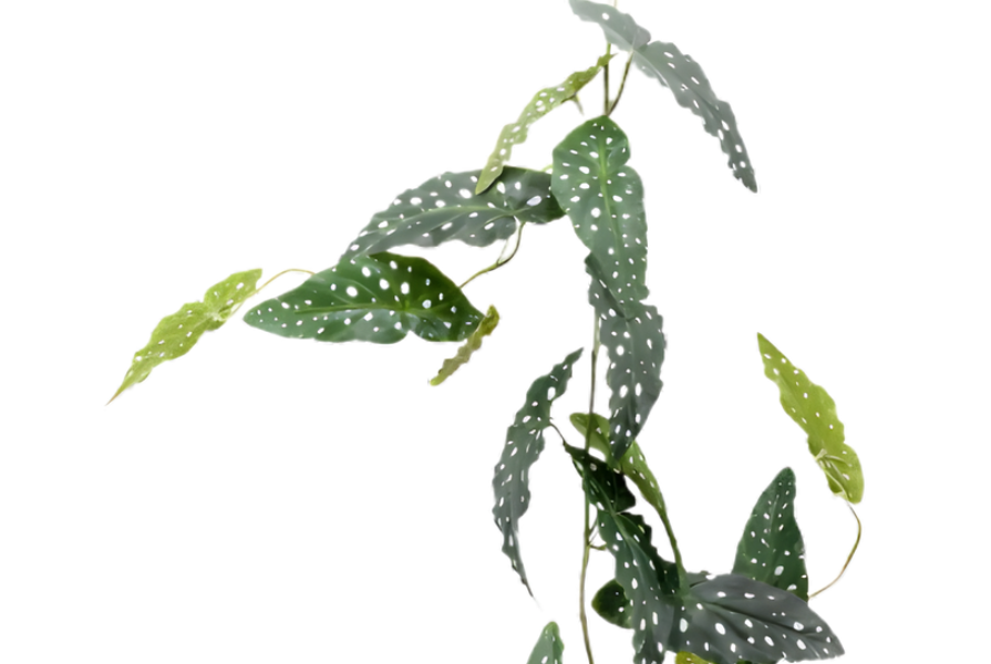 Creëer jouw persoonlijke sfeer met zijden planten