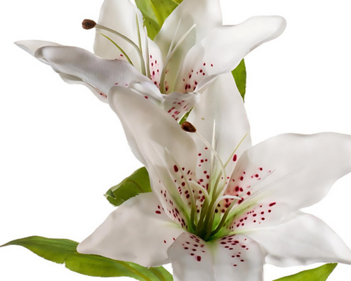 Hoe houd ik mijn zijden planten mooi?