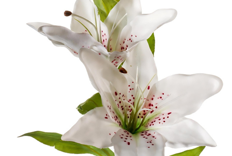 Hoe houd ik mijn zijden planten mooi?