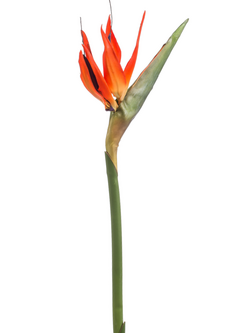Zijden bloem "Strelitzia" oranje | 85cm
