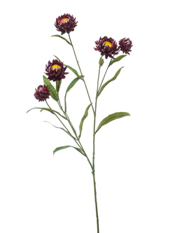 Zijden bloem "Xerochrysum" paars | 70cm