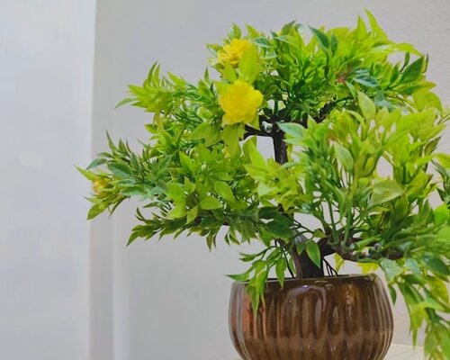 De grote voordelen van zijden planten