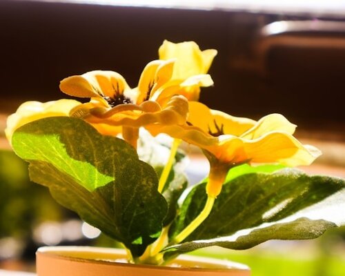 Hoe zorg ik voor zijden planten tijdens vakantie?