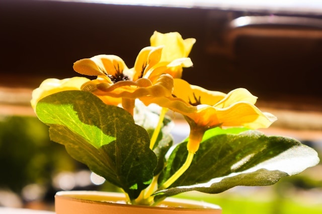 Hoe zorg ik voor zijden planten tijdens vakantie?