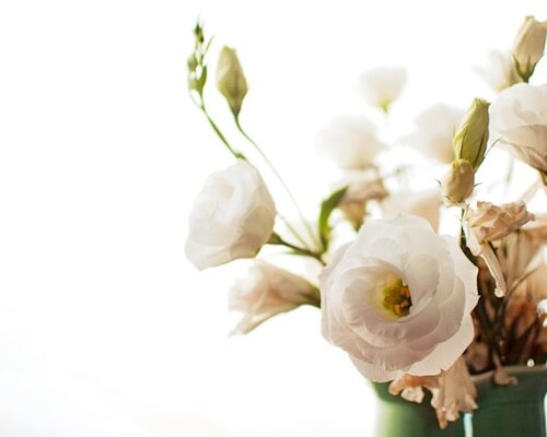 De geschiedenis van de zijden bloem