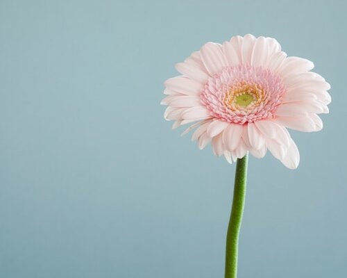Waarom zijden bloemen nooit uit de mode gaan
