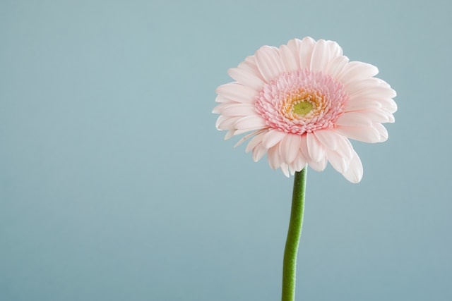 Waarom zijden bloemen nooit uit de mode gaan
