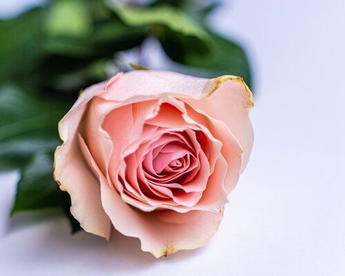 Zijden bloemen als bedrijfsrelatiegeschenk