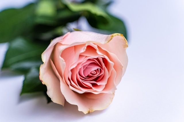 Zijden bloemen als bedrijfsrelatiegeschenk