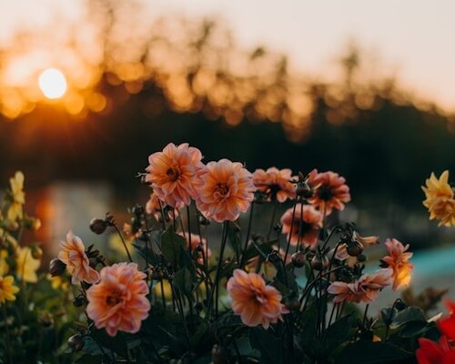 Hoe schik ik mijn eigen zijden bloemen?