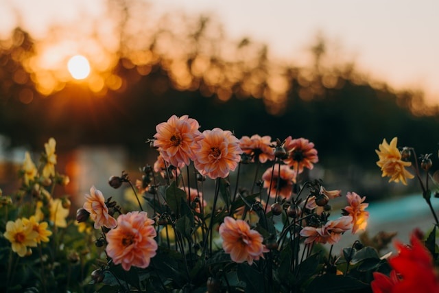 Hoe schik ik mijn eigen zijden bloemen?