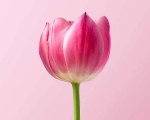 Zijden bloemen en de kleine momenten van geluk in het dagelijks leven