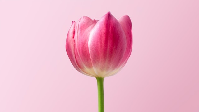 Zijden bloemen en de kleine momenten van geluk in het dagelijks leven