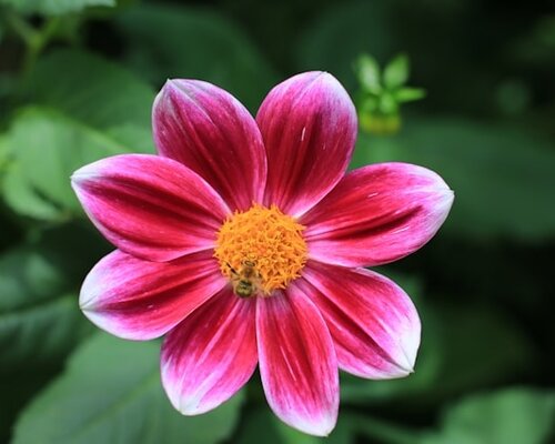 Zo style je losse zijden bloemen in kleine vazen