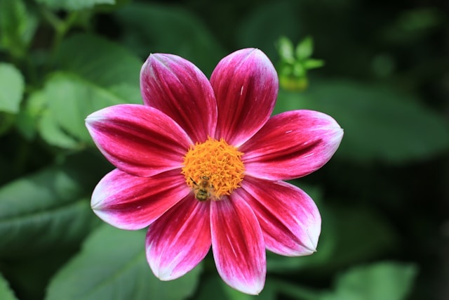 Zo style je losse zijden bloemen in kleine vazen