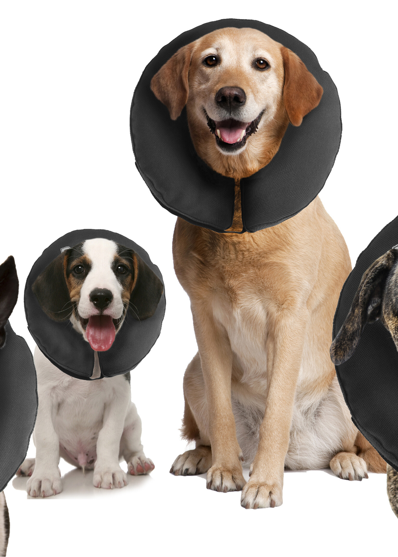 Zenpet Zenpet ProCollar M