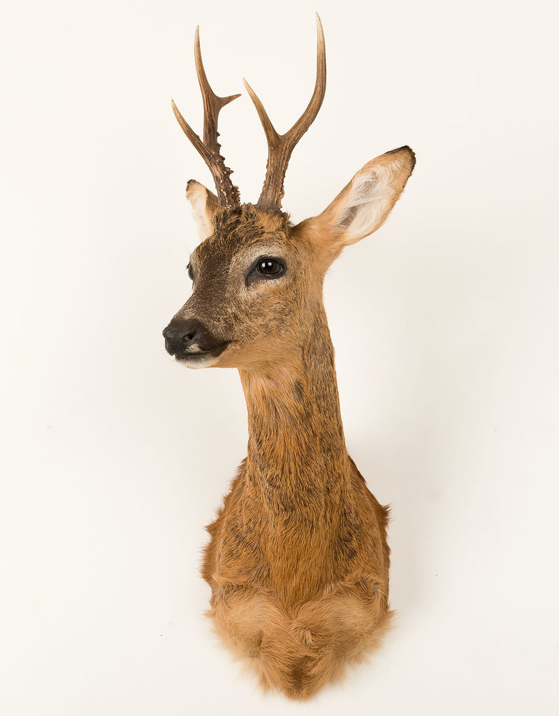 real stuffed deer head