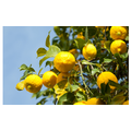 Huchem Citric Acid – 50% – Food Grade – 1,250kg