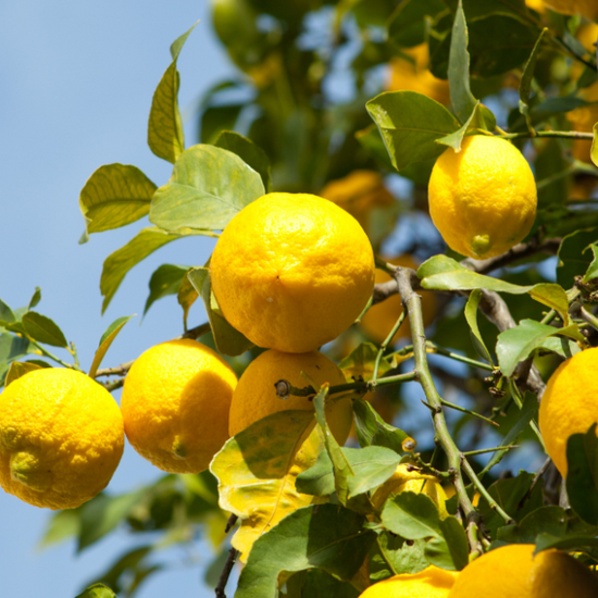 Huchem Citric Acid – 50% – Food Grade – 1,250kg