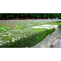 Green Deposit Remover (HC Fix) - Moss & Algae Cleaner - 1000L IBC