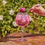 MONIN Cherry Blossom