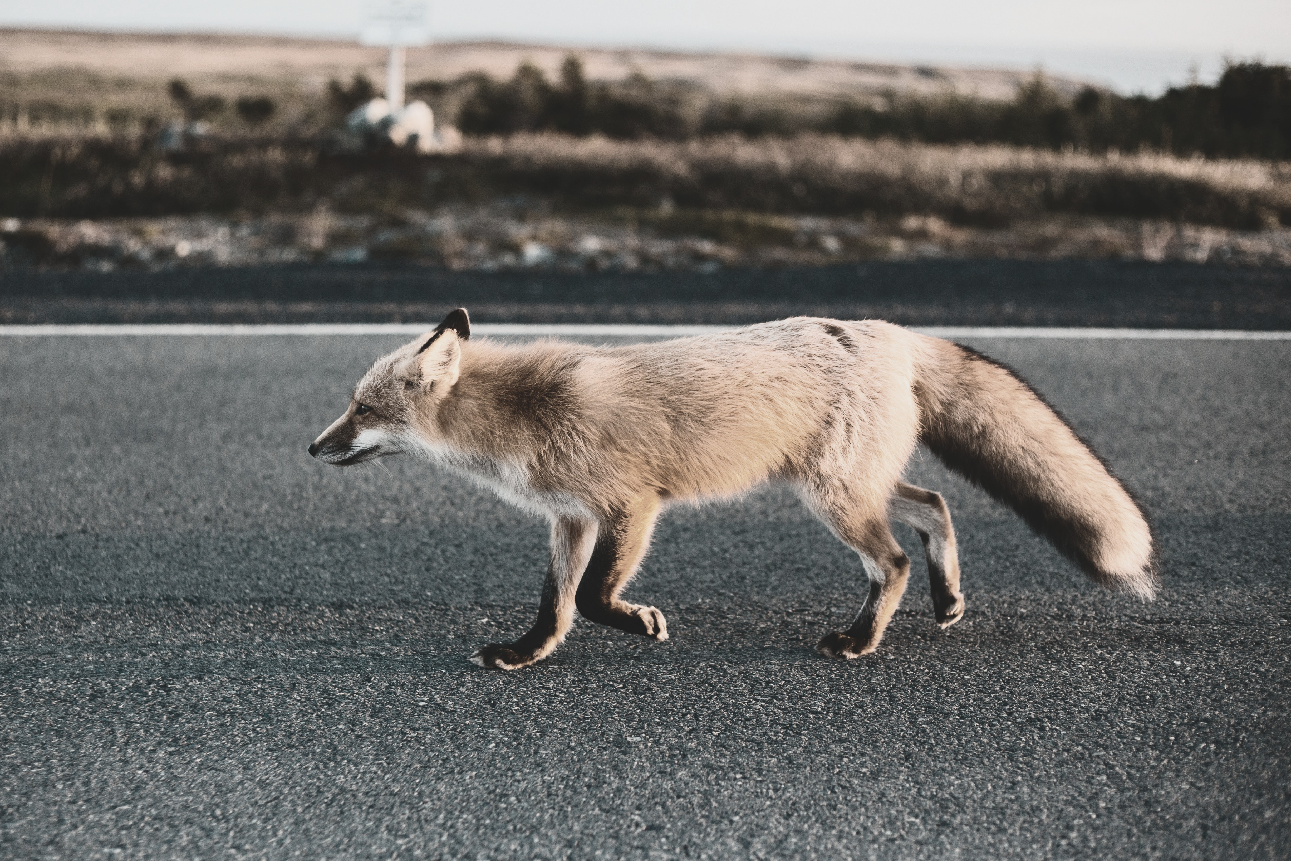 Dezelfde dag gaat de vos met je pakket de weg op
