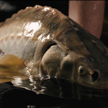 Sturgeon fillet