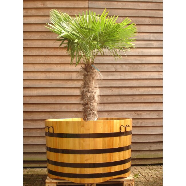 Robinia "Bad" Kübel lackiert v.a. 448 Ltr.