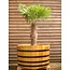 Robinia "Bad" Kübel lackiert v.a. 448 Ltr.