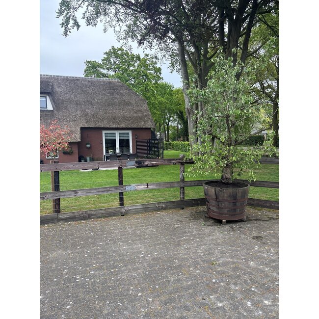 Kübel Whisky XXL