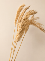 Pampas Licht Beige 5stuks