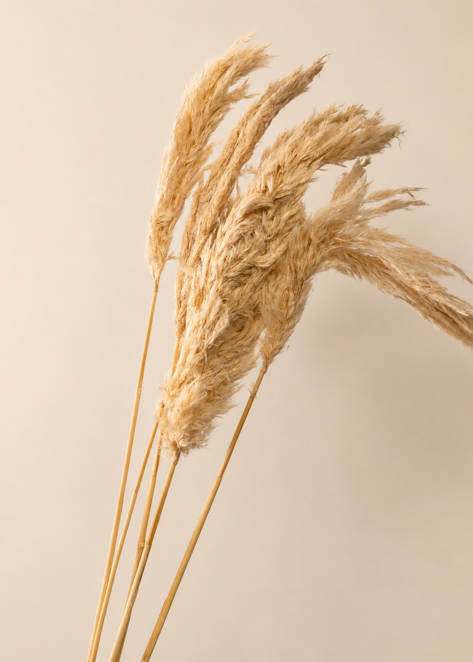 Pampas Licht Beige 5stuks