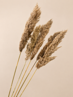 Pampas Donker Beige 5stuks